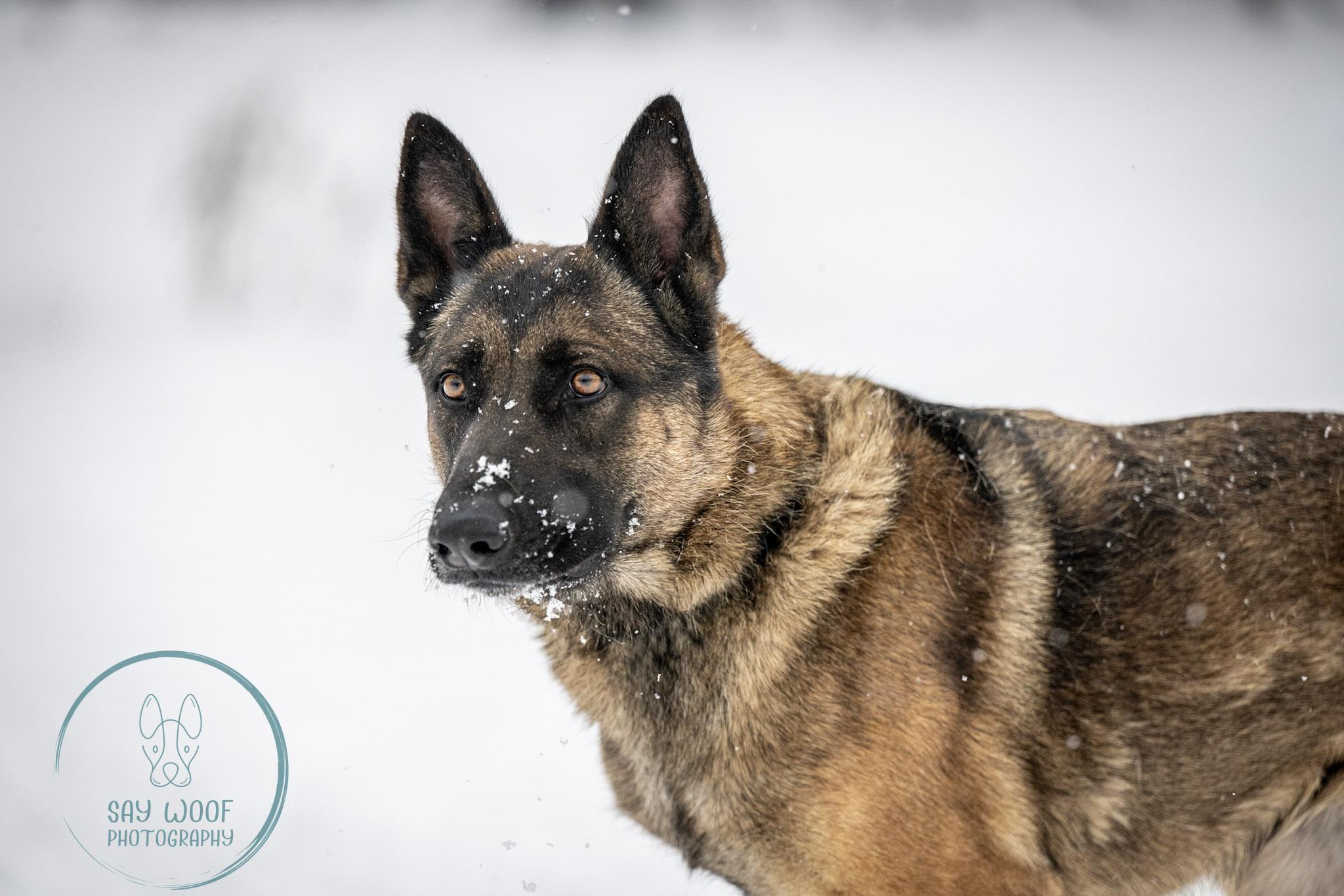 Strawberry, a Adoptable German Shepherd Dog in Brookfield, CT image 5/6