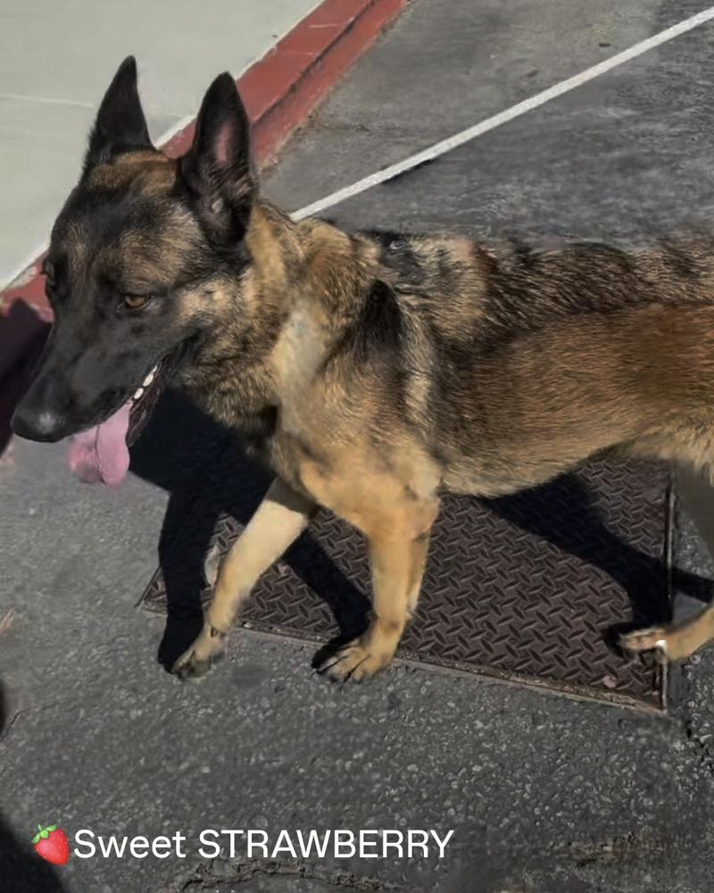 Enlarge Strawberry, a Adoptable German Shepherd Dog in Brookfield, CT image 3/4