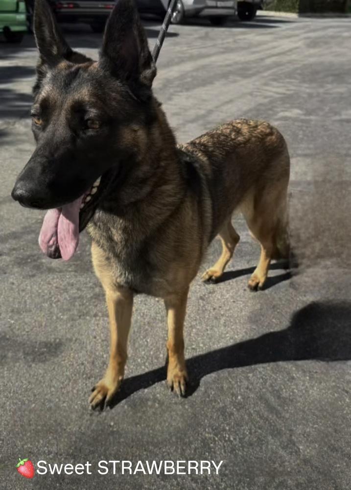 Enlarge Strawberry, a Adoptable German Shepherd Dog in Brookfield, CT image 4/4
