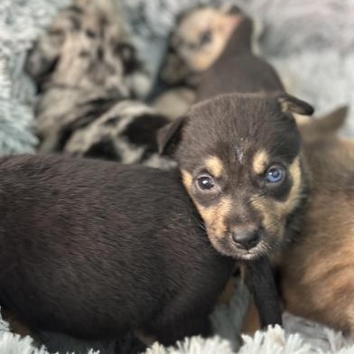 Macaroon — thumbnail 3