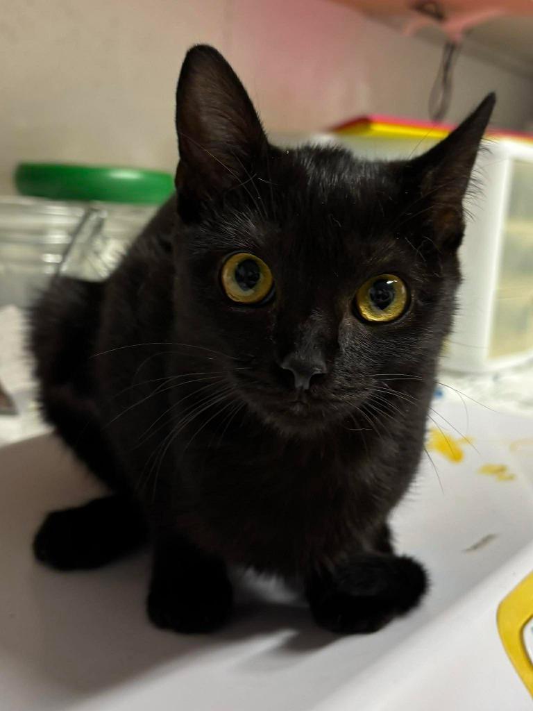 Enlarge Penelope, a Adoptable Domestic Short Hair in Rutherfordton, NC image 1/1