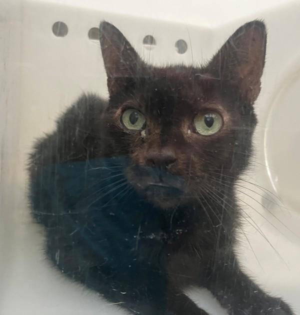 Taro, Adoptable, Adult Female Domestic Short Hair.