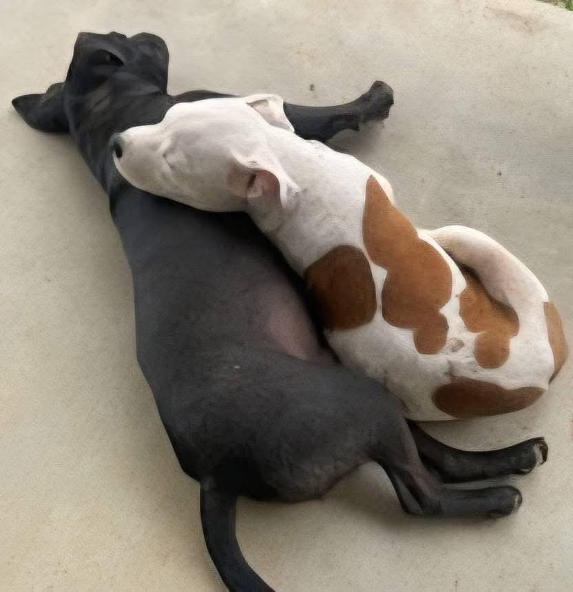 Charlie — thumbnail 5