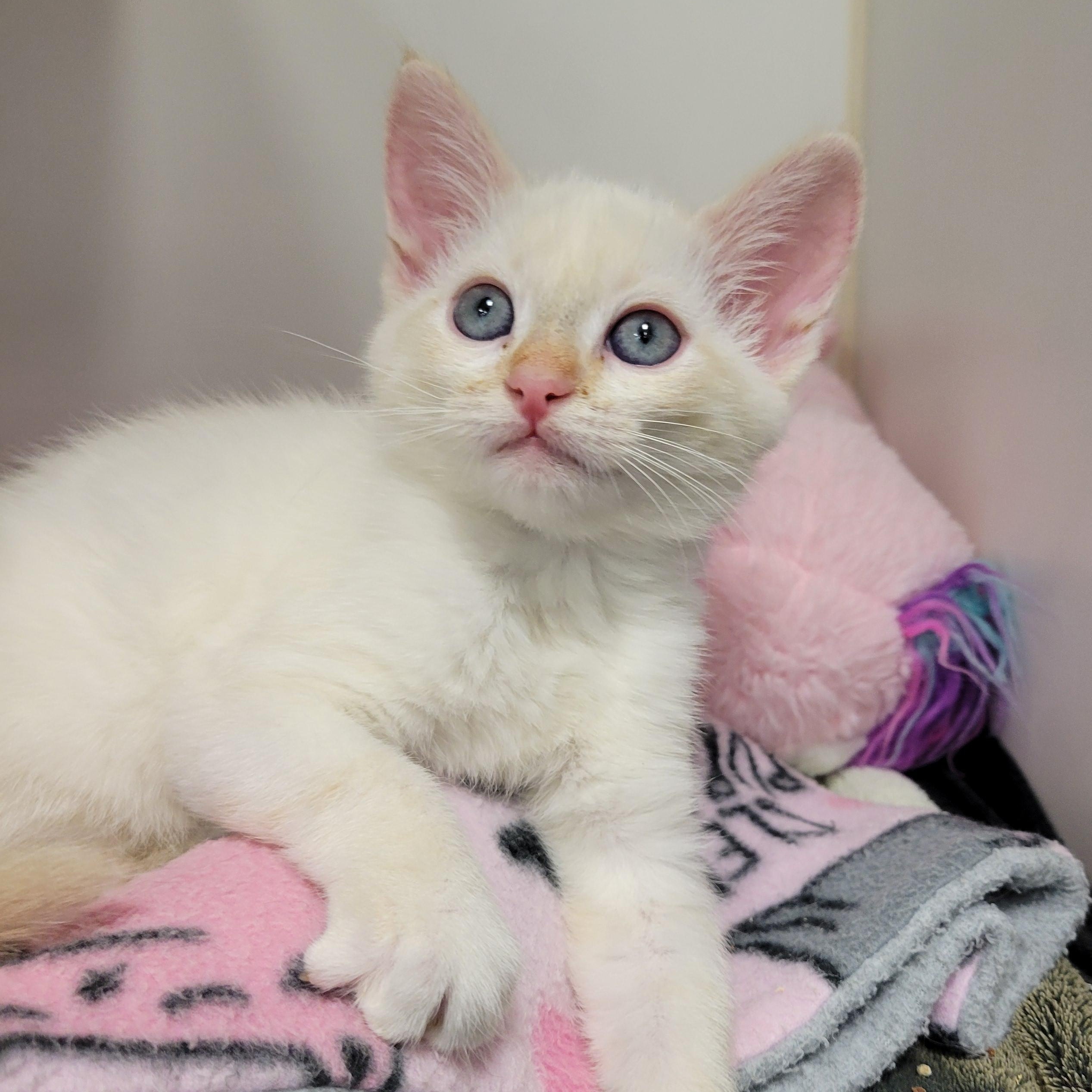 Enlarge Blanca, a Adopted mixed breed in Cathedral City, CA image 1/2