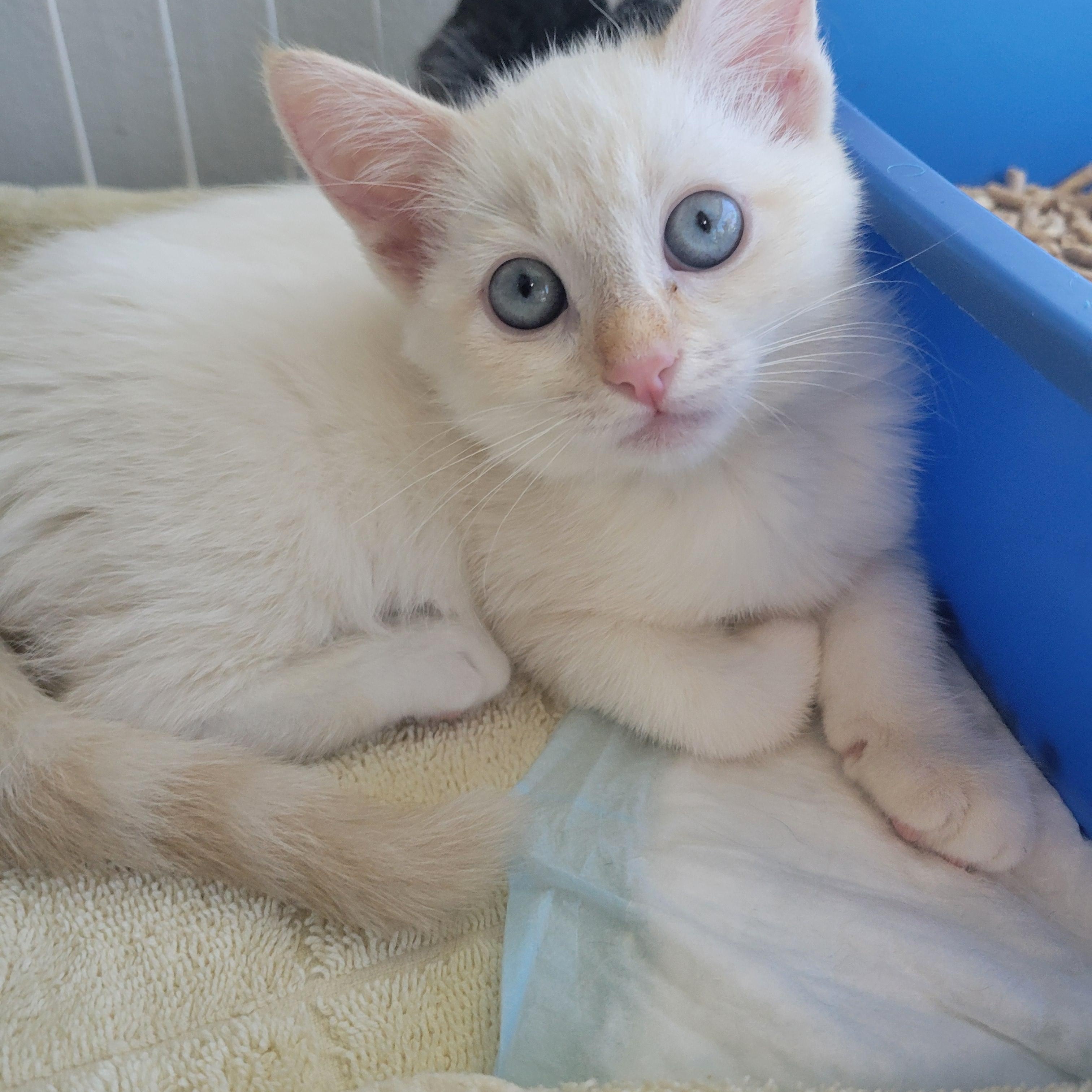 Enlarge Blanca, a Adopted mixed breed in Cathedral City, CA image 2/2