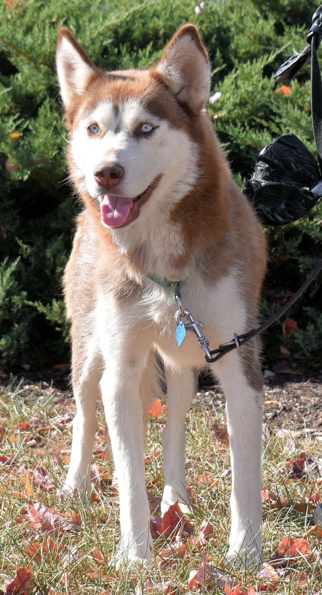 Anne Marie, Adopted, Young Female Siberian Husky.