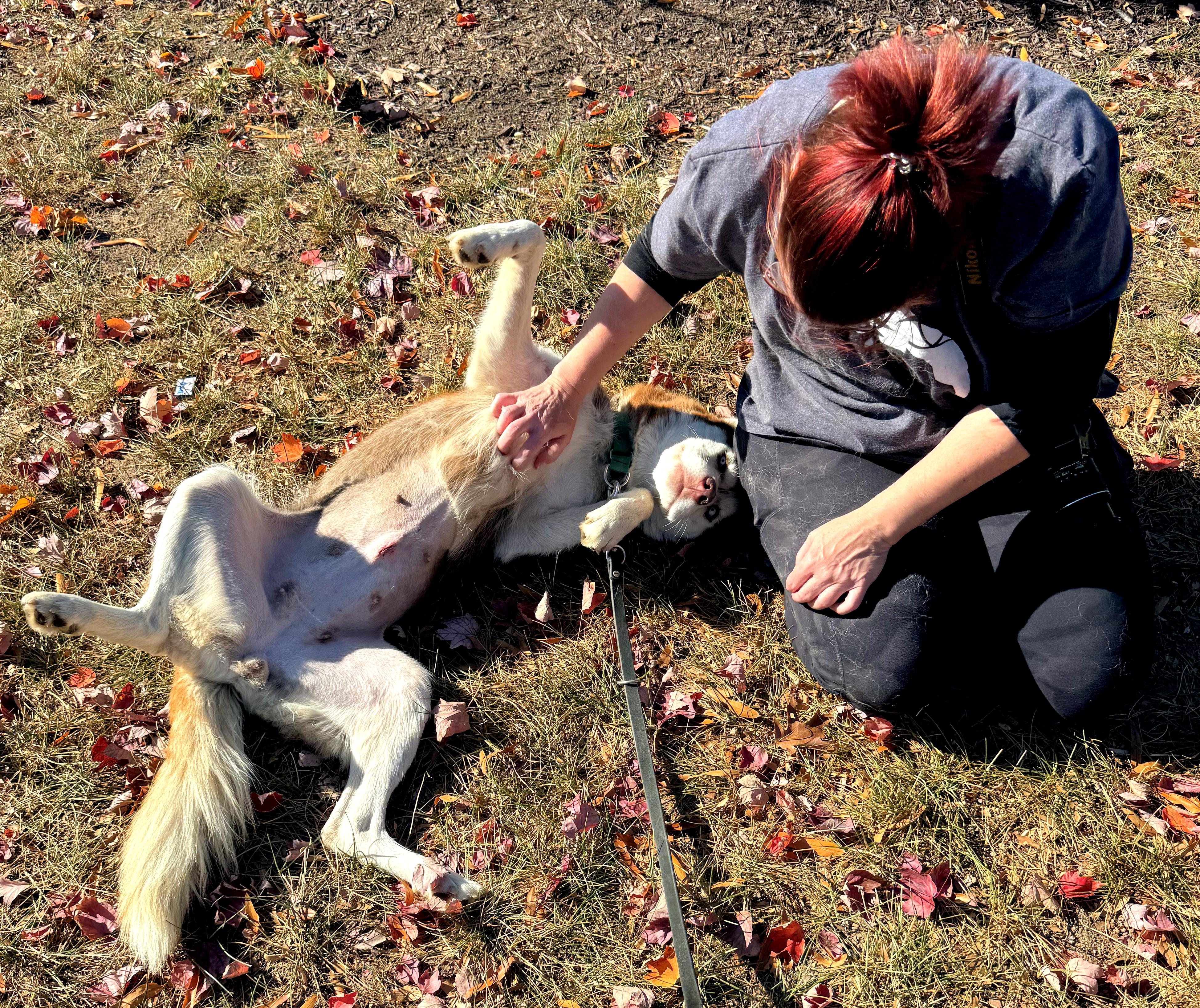 Enlarge Anne Marie, a Adopted Siberian Husky in Fredericksburg, VA image 2/6