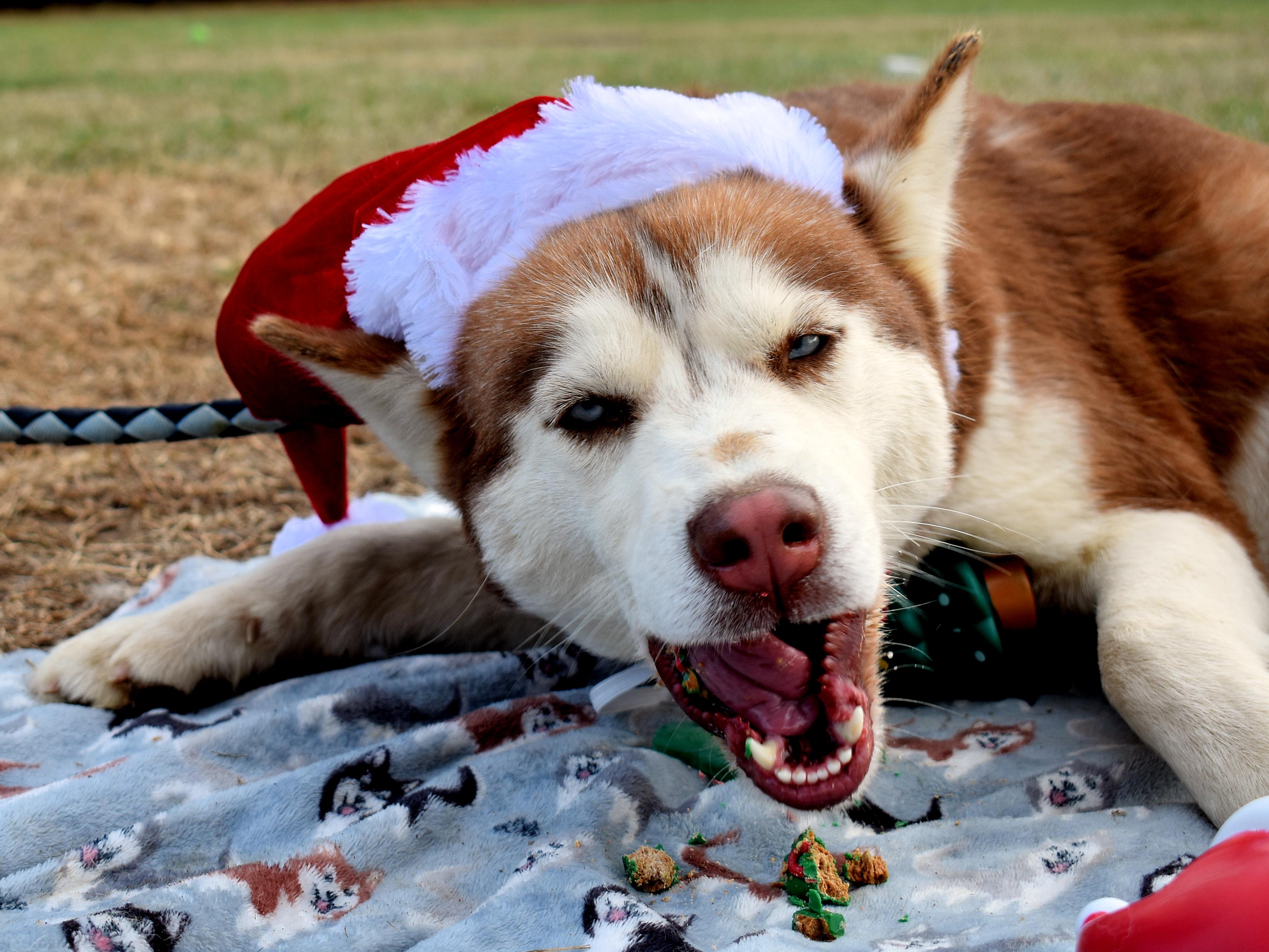 Enlarge Anne Marie, a Adopted Siberian Husky in Fredericksburg, VA image 3/6