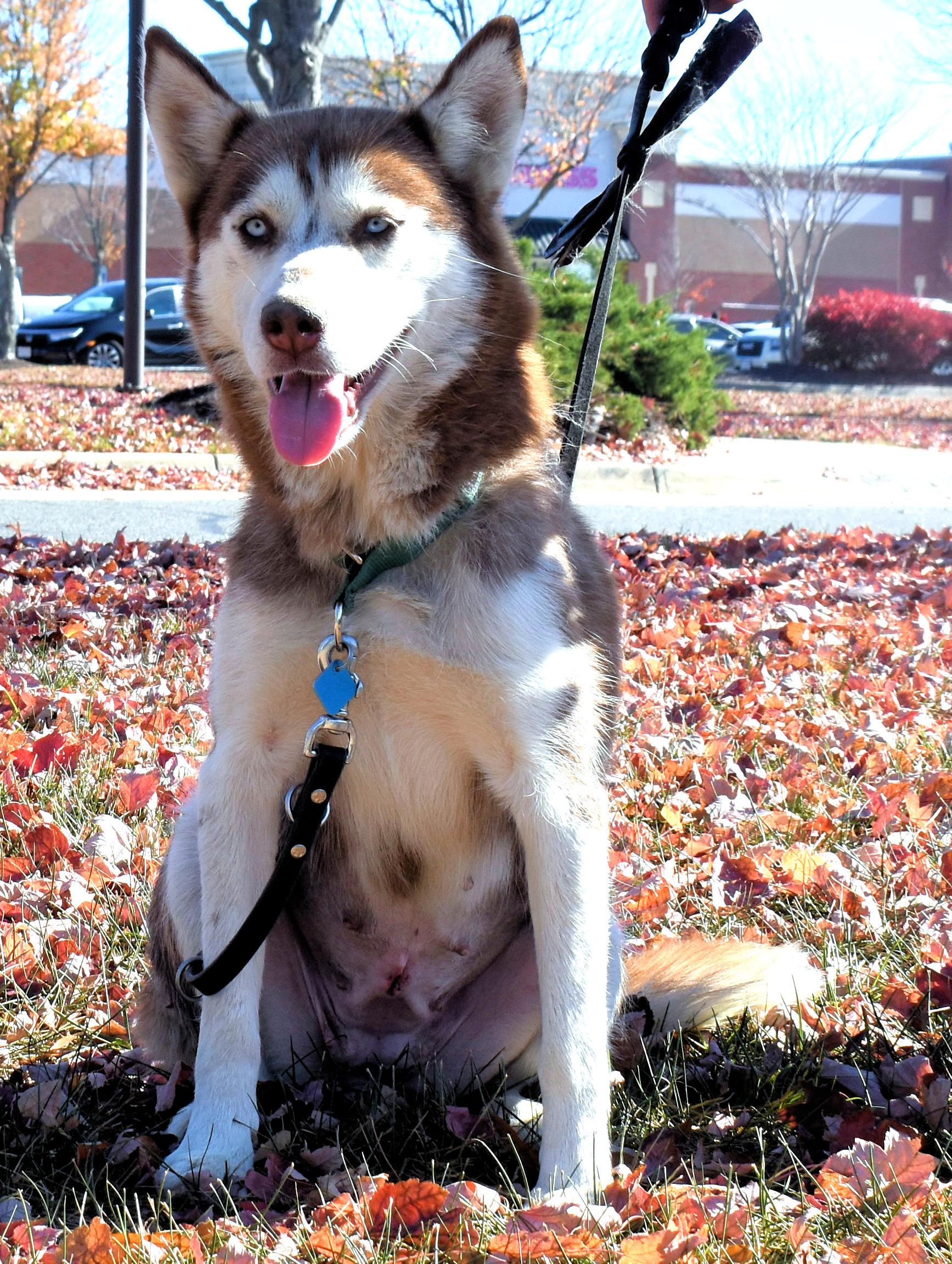 Enlarge Anne Marie, a Adopted Siberian Husky in Fredericksburg, VA image 5/6