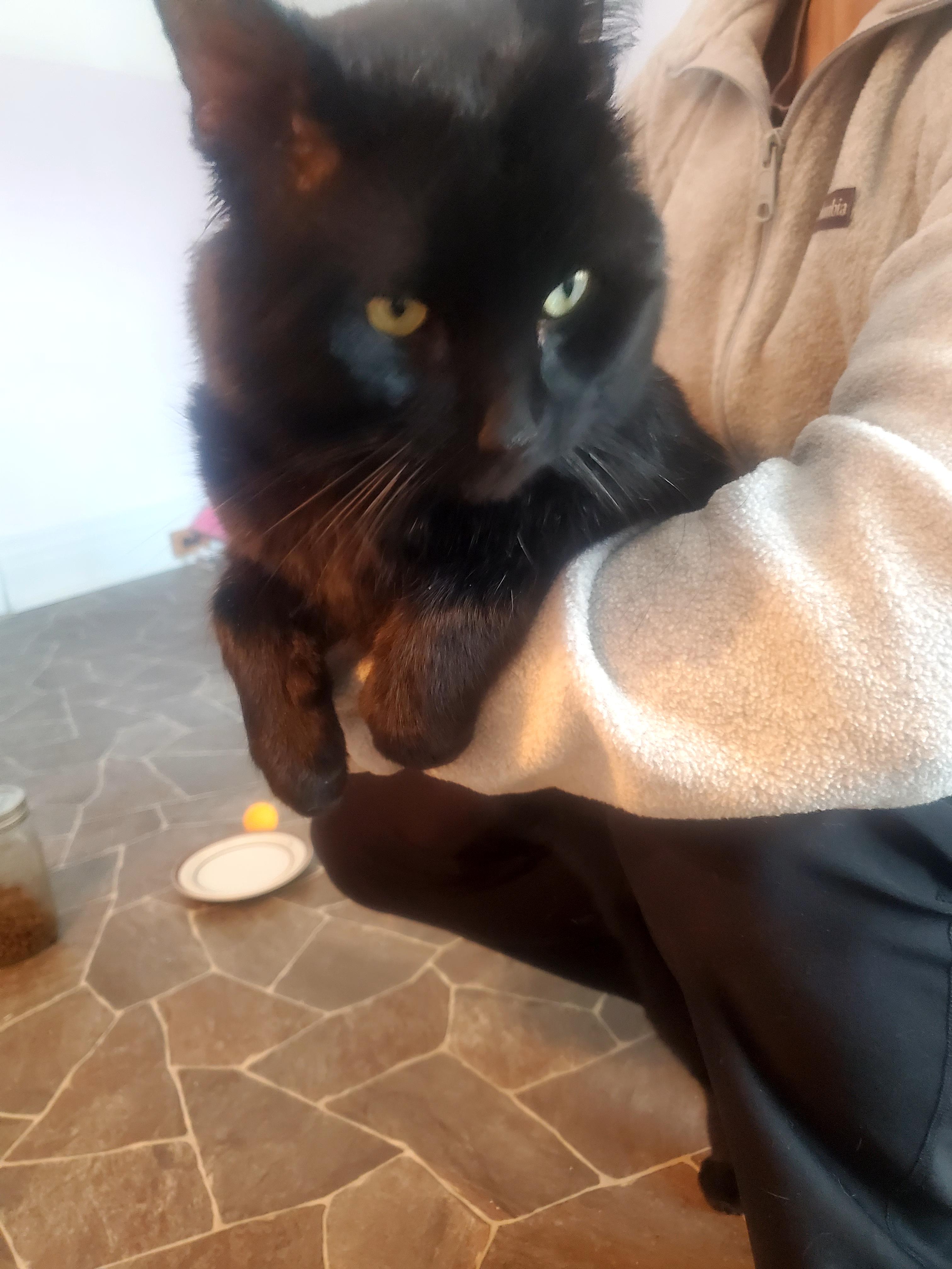 Bear! , a Adoptable mixed breed in Gladwin, MI image 3/5