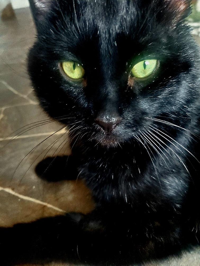 Bear! , Adoptable, Young Male Maine Coon & Domestic Medium Hair.