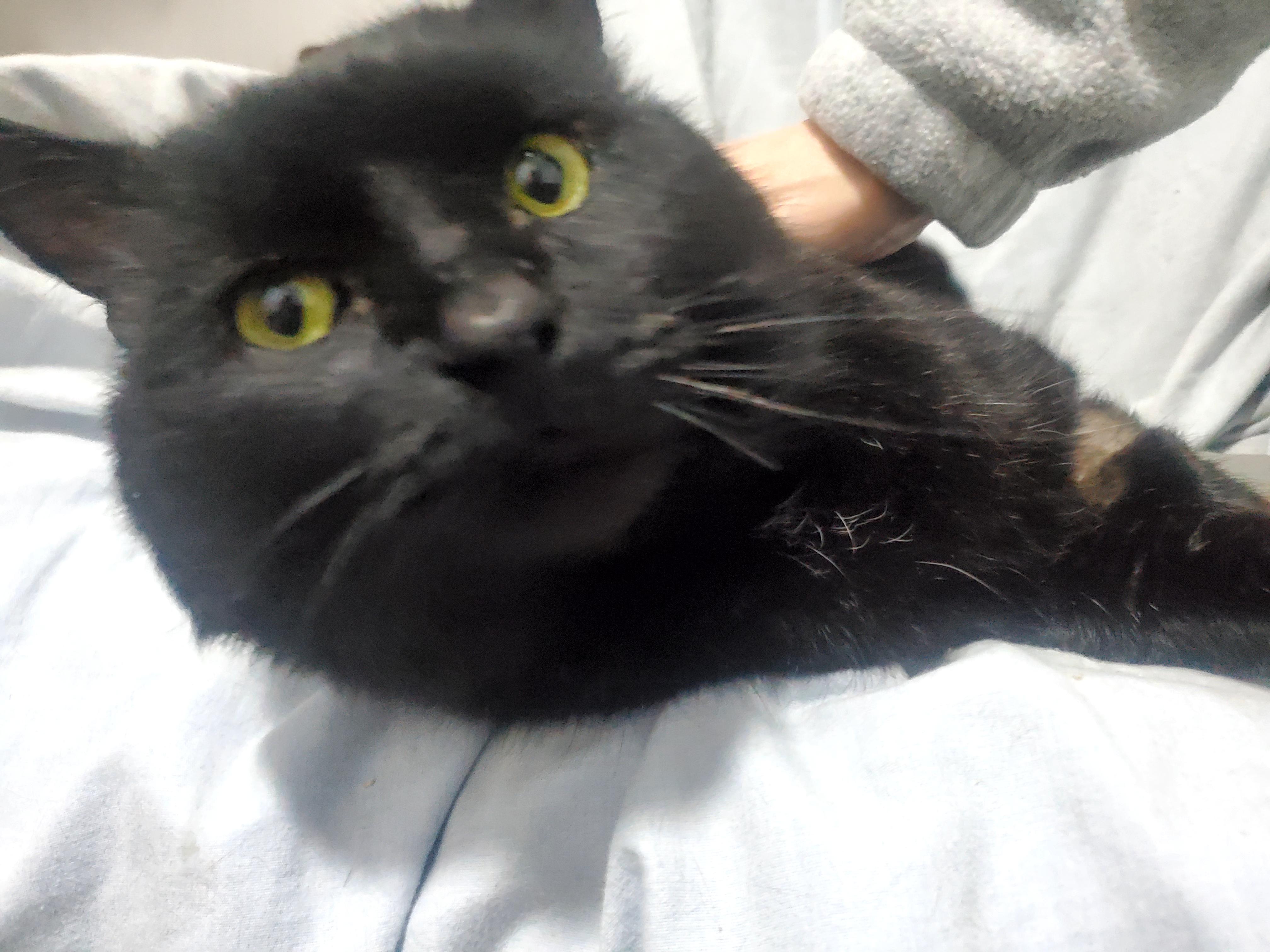 Bear! , a Adoptable mixed breed in Gladwin, MI image 5/5