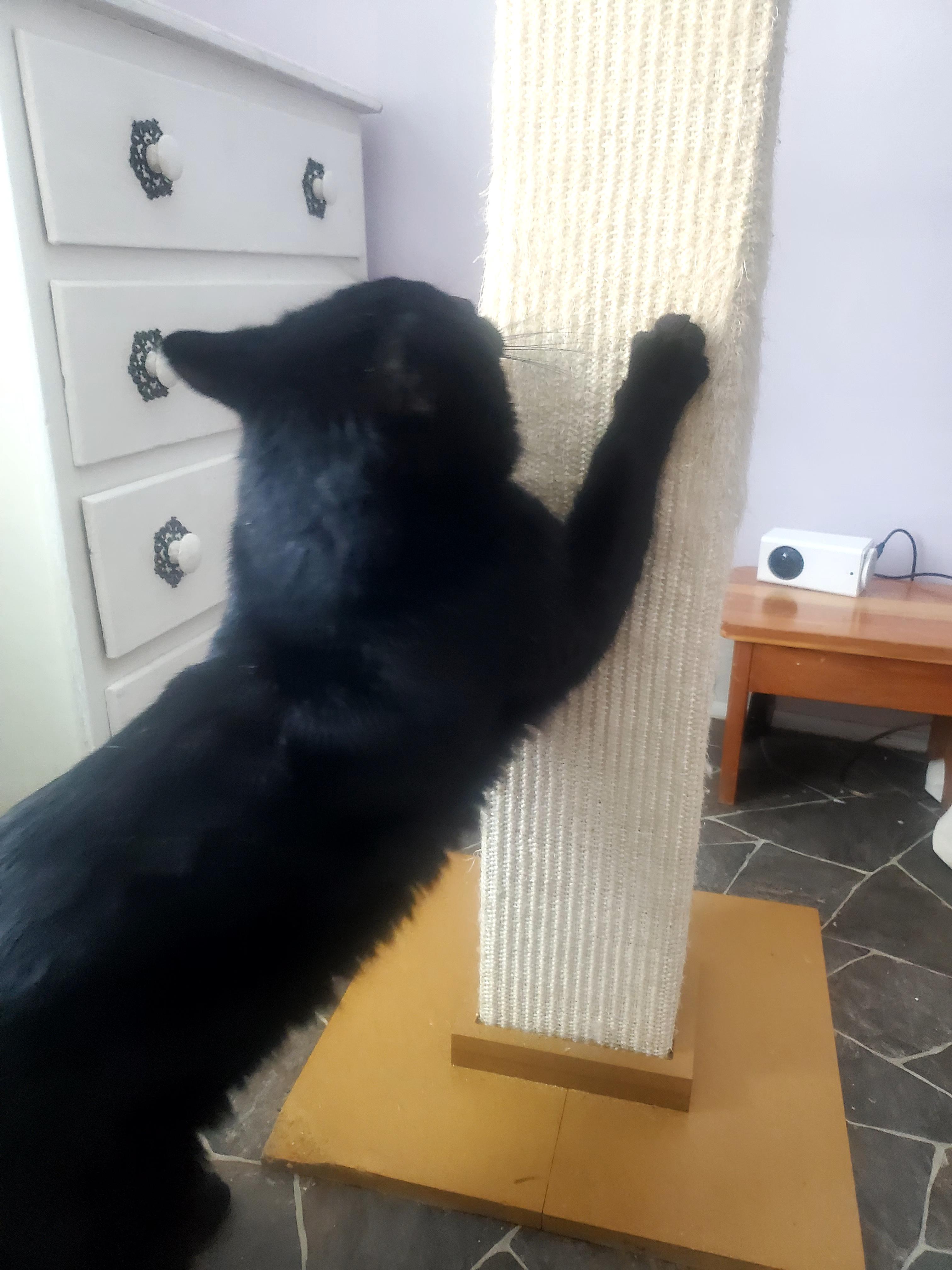 Bear! , a Adoptable mixed breed in Gladwin, MI image 4/5