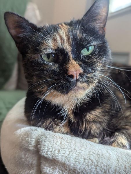 Enlarge Daisy, a Adopted Tortoiseshell in Cheyenne, WY image 1/1