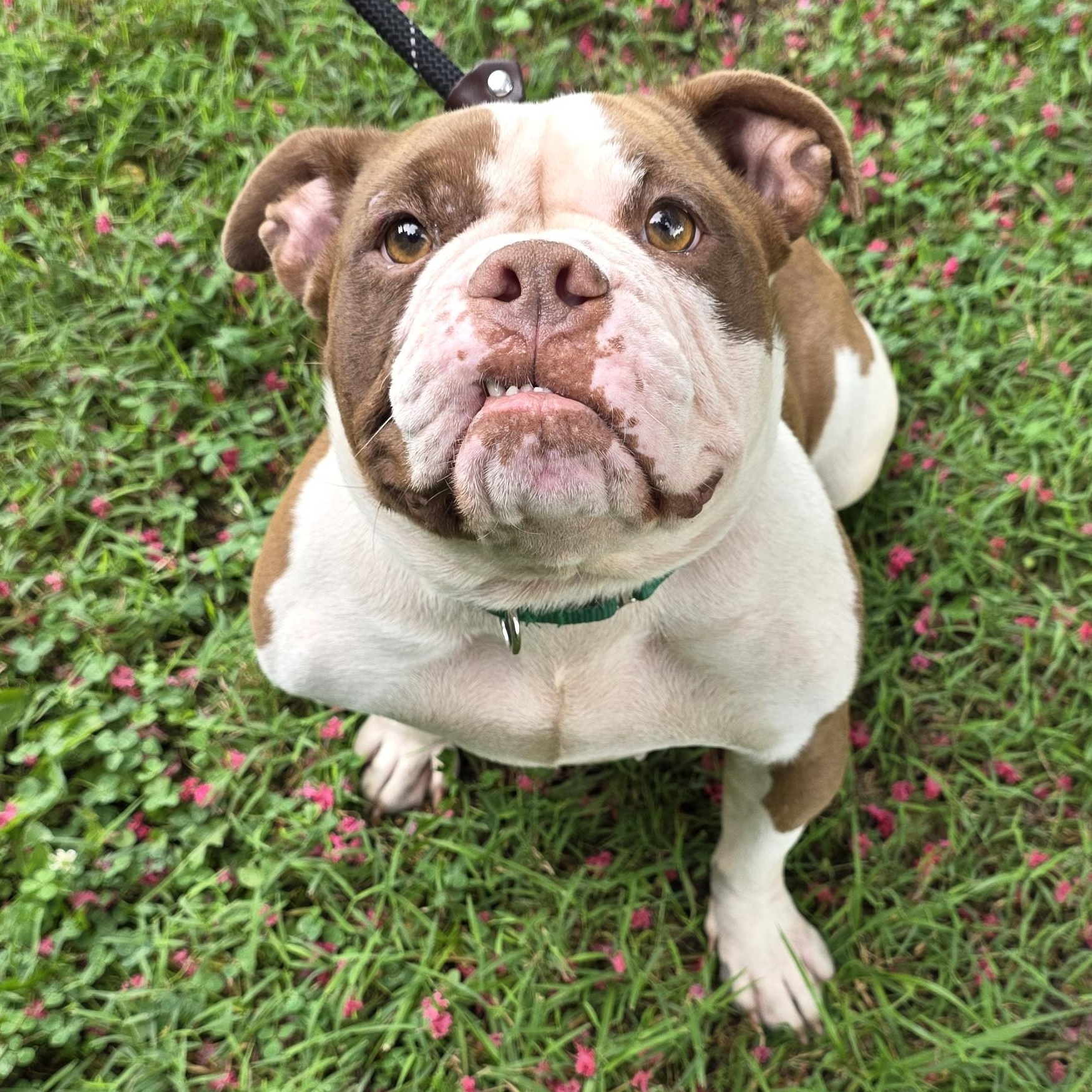 Enlarge Natalie, a Adopted Mixed Breed in Greensboro, NC image 2/6