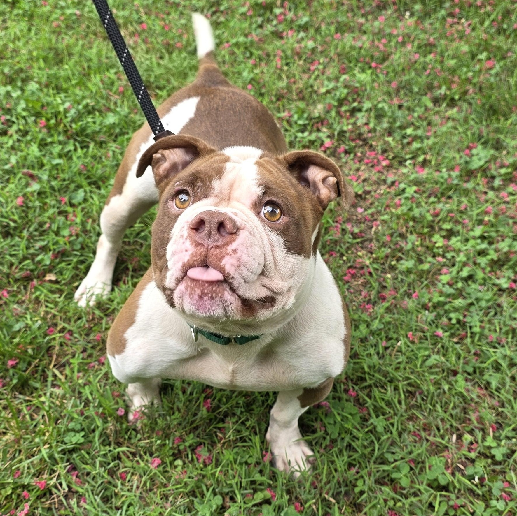 Enlarge Natalie, a Adopted Mixed Breed in Greensboro, NC image 5/6