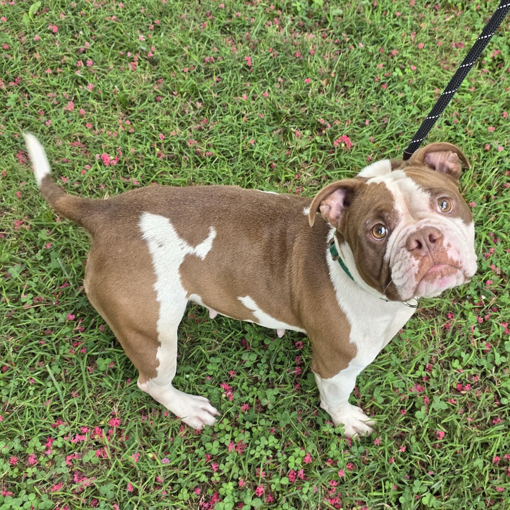 Enlarge Natalie, a Adopted Mixed Breed in Greensboro, NC image 3/6