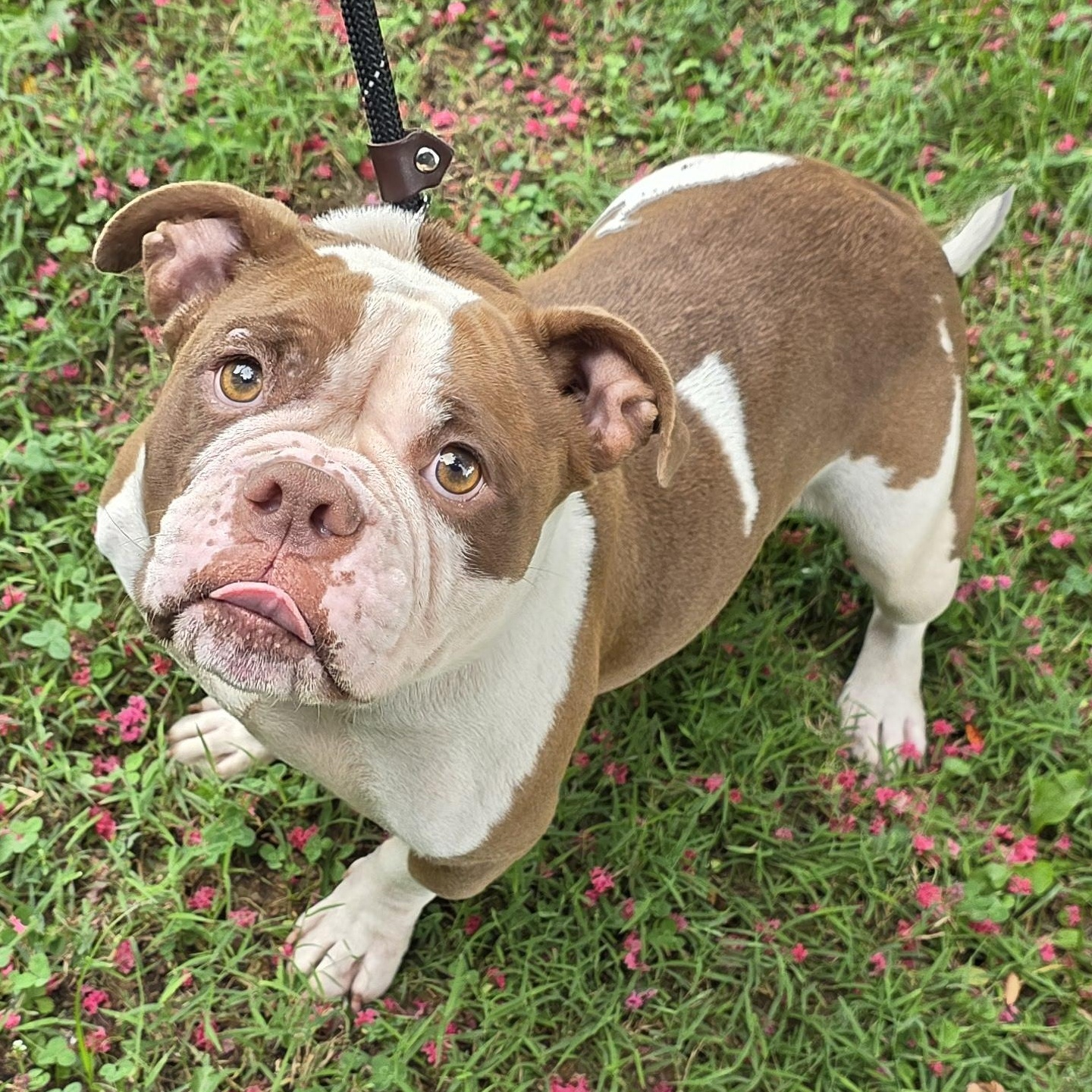 Enlarge Natalie, a Adopted Mixed Breed in Greensboro, NC image 1/6
