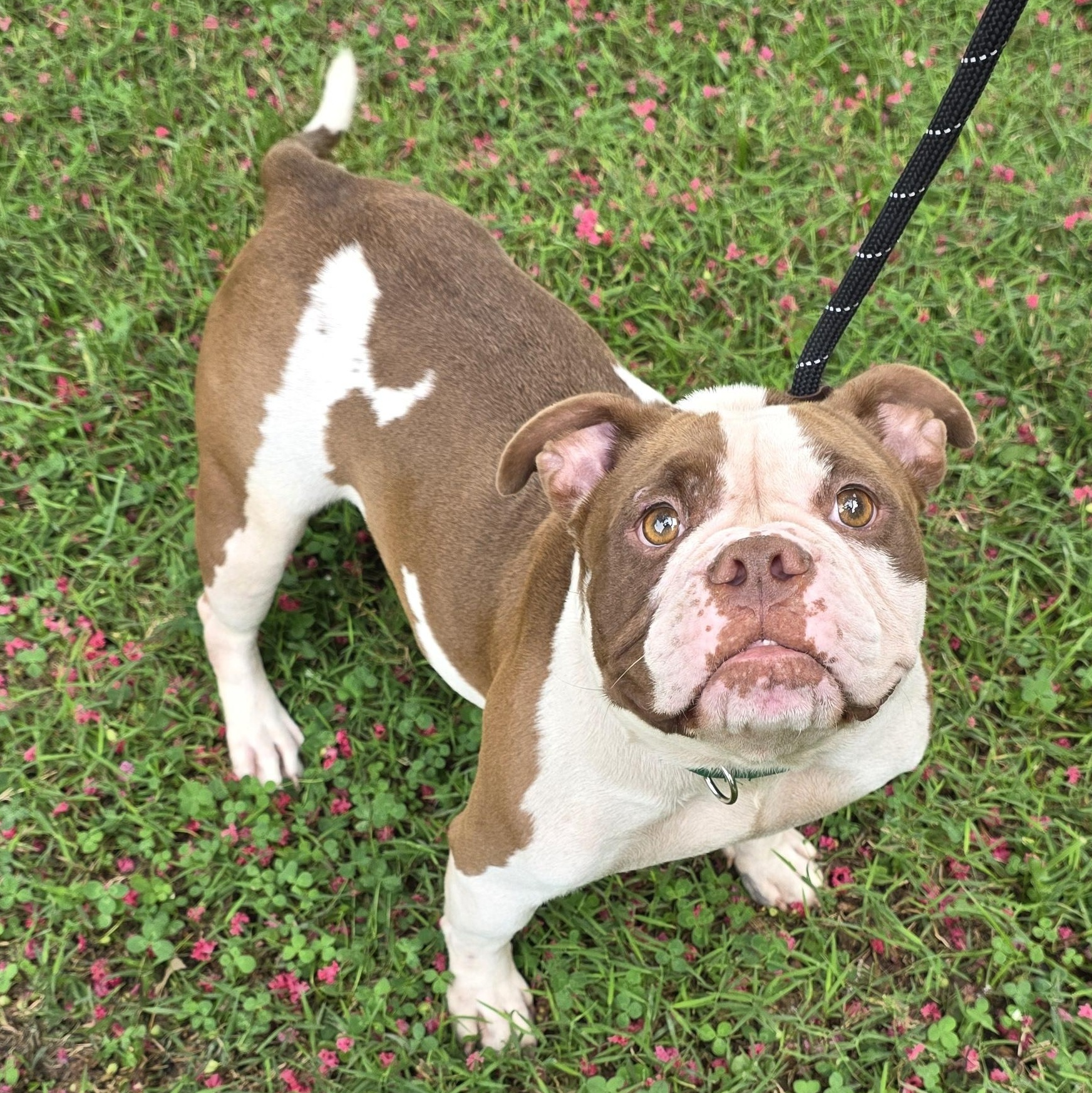 Enlarge Natalie, a Adopted Mixed Breed in Greensboro, NC image 6/6