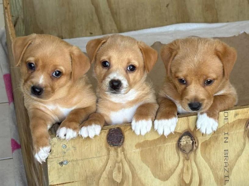 Enlarge Puppies, a ADOPTABLE mixed breed in Ewing, NJ image 2/4