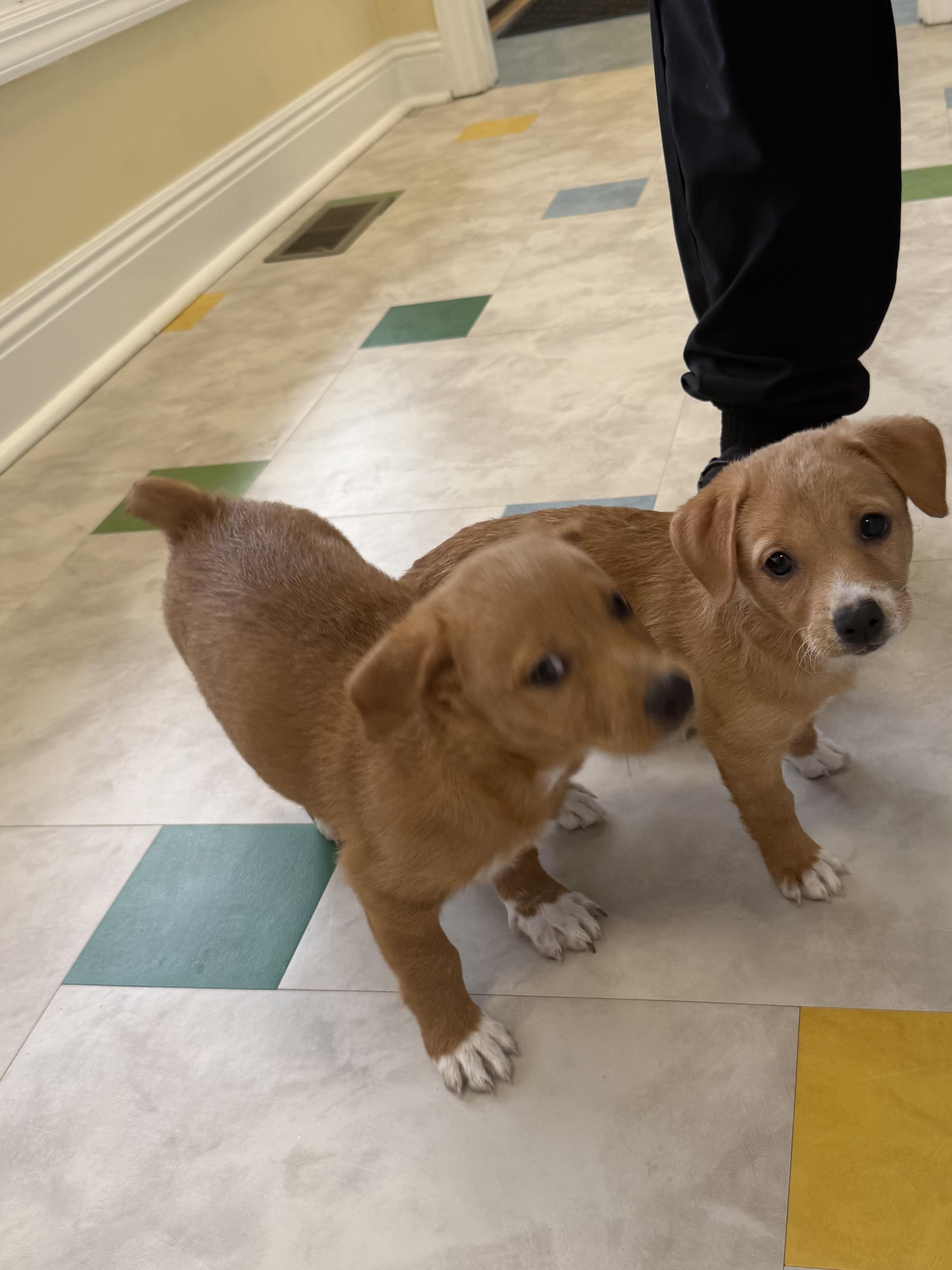 Enlarge Puppies, a ADOPTABLE mixed breed in Ewing, NJ image 1/4