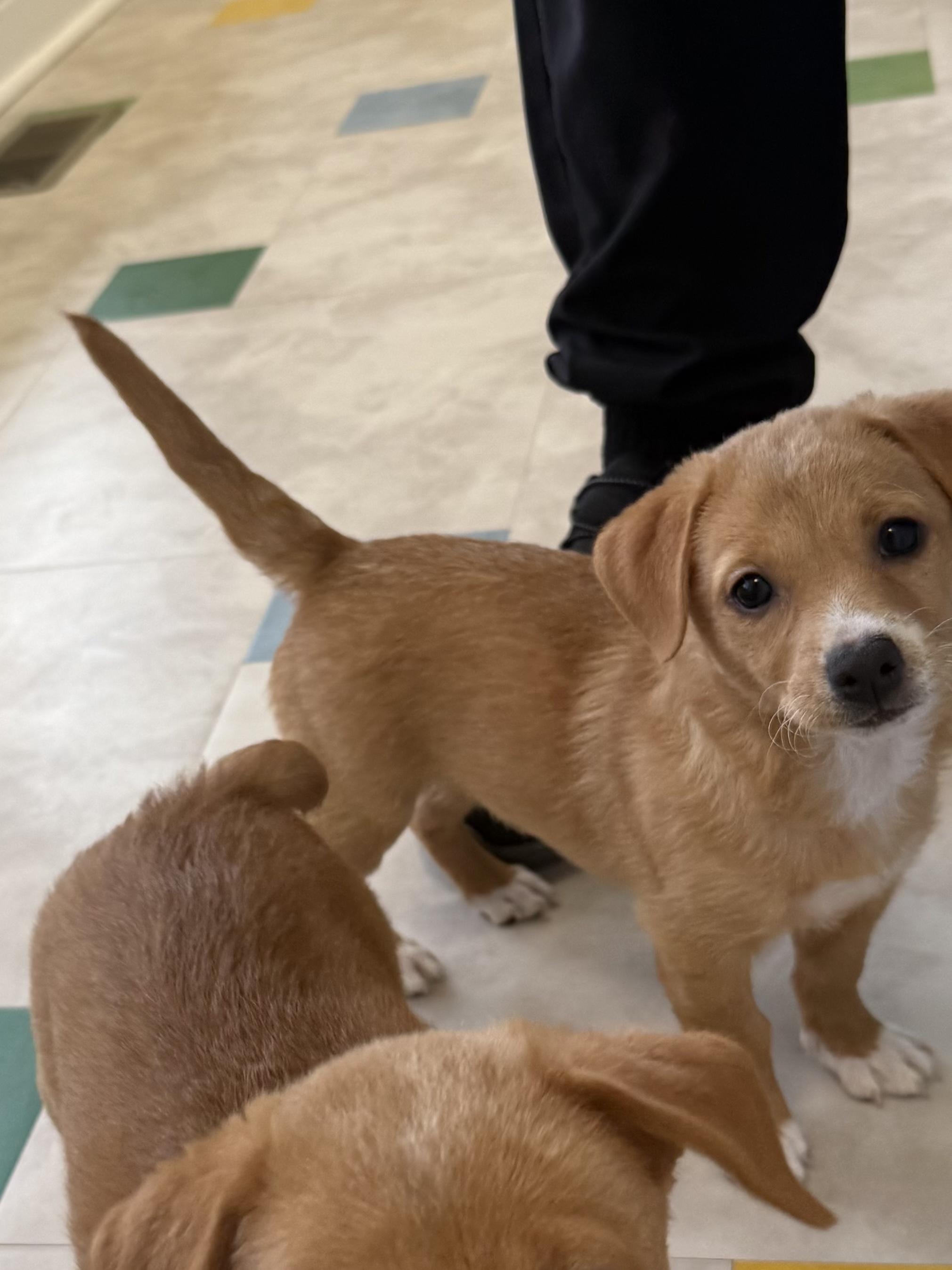 Enlarge Puppies, a ADOPTABLE mixed breed in Ewing, NJ image 4/4