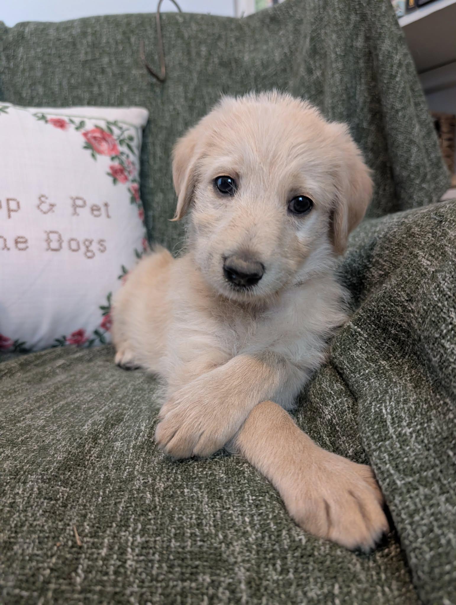 Enlarge Marina, a Adopted mixed breed in Tulsa, OK image 4/6