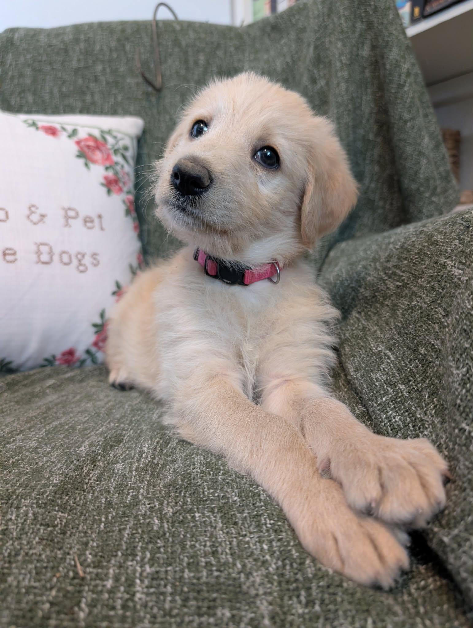 Enlarge Marina, a Adopted mixed breed in Tulsa, OK image 3/6