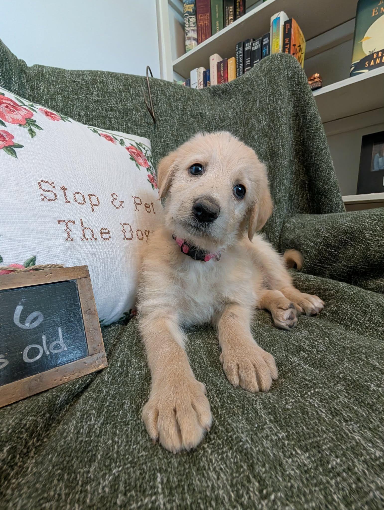 Enlarge Marina, a Adopted mixed breed in Tulsa, OK image 6/6