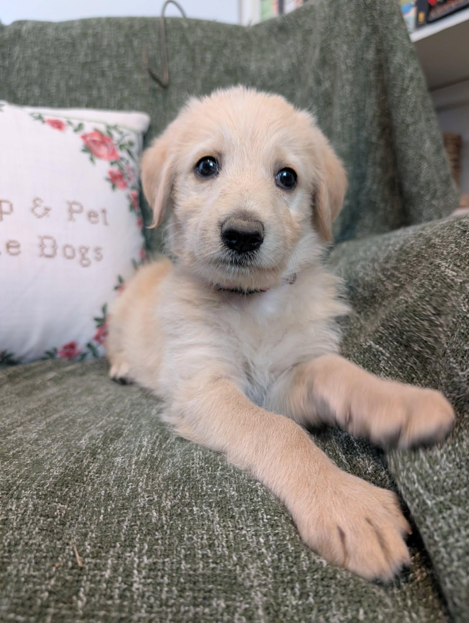 Enlarge Marina, a Adopted mixed breed in Tulsa, OK image 1/6