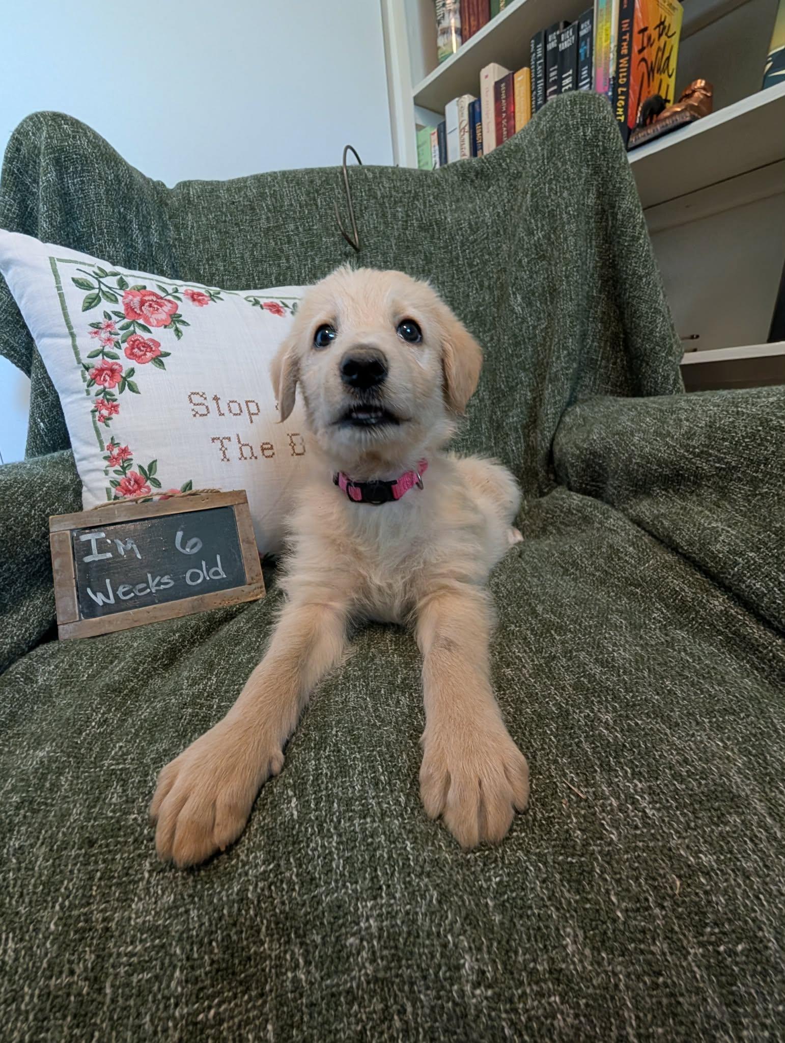 Enlarge Marina, a Adopted mixed breed in Tulsa, OK image 5/6