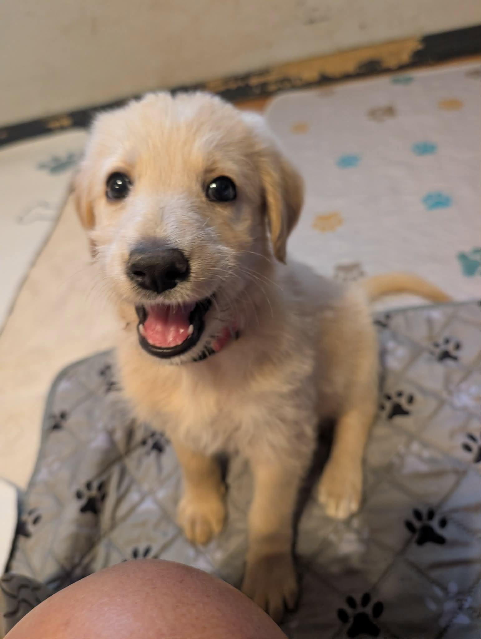 Enlarge Marina, a Adopted mixed breed in Tulsa, OK image 2/6