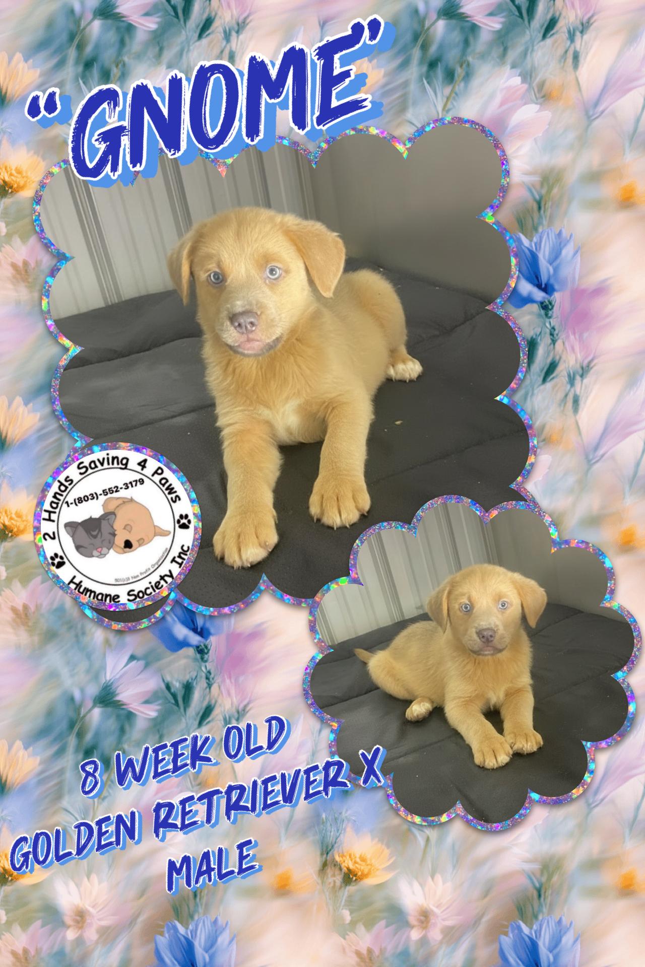 Gnome’, adopted, Puppy Male Golden Retriever.