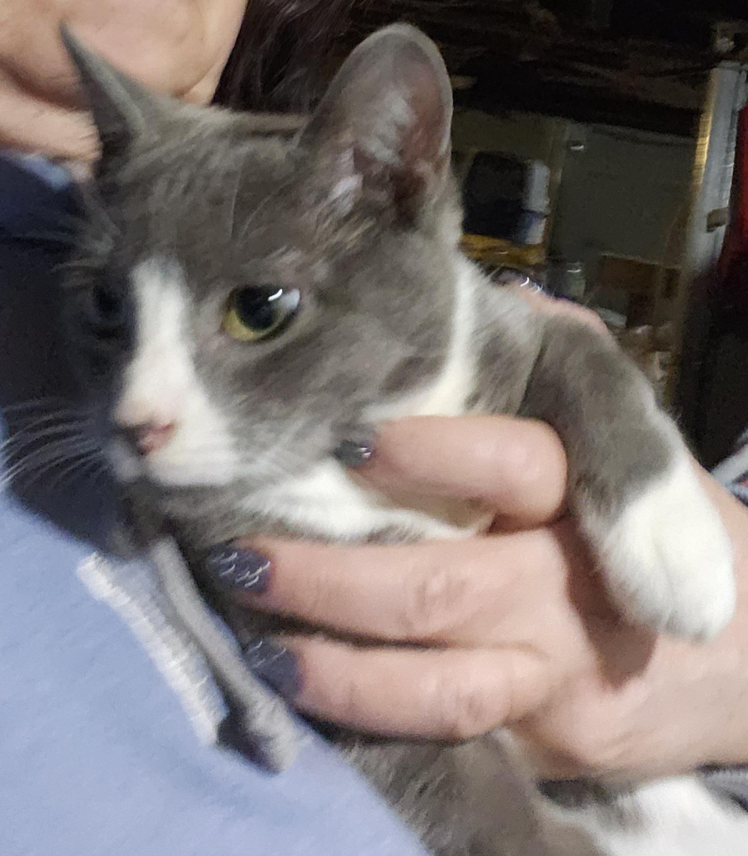 Enlarge Steel, an adopted Domestic Short Hair in East Brunswick, NJ image 1/5