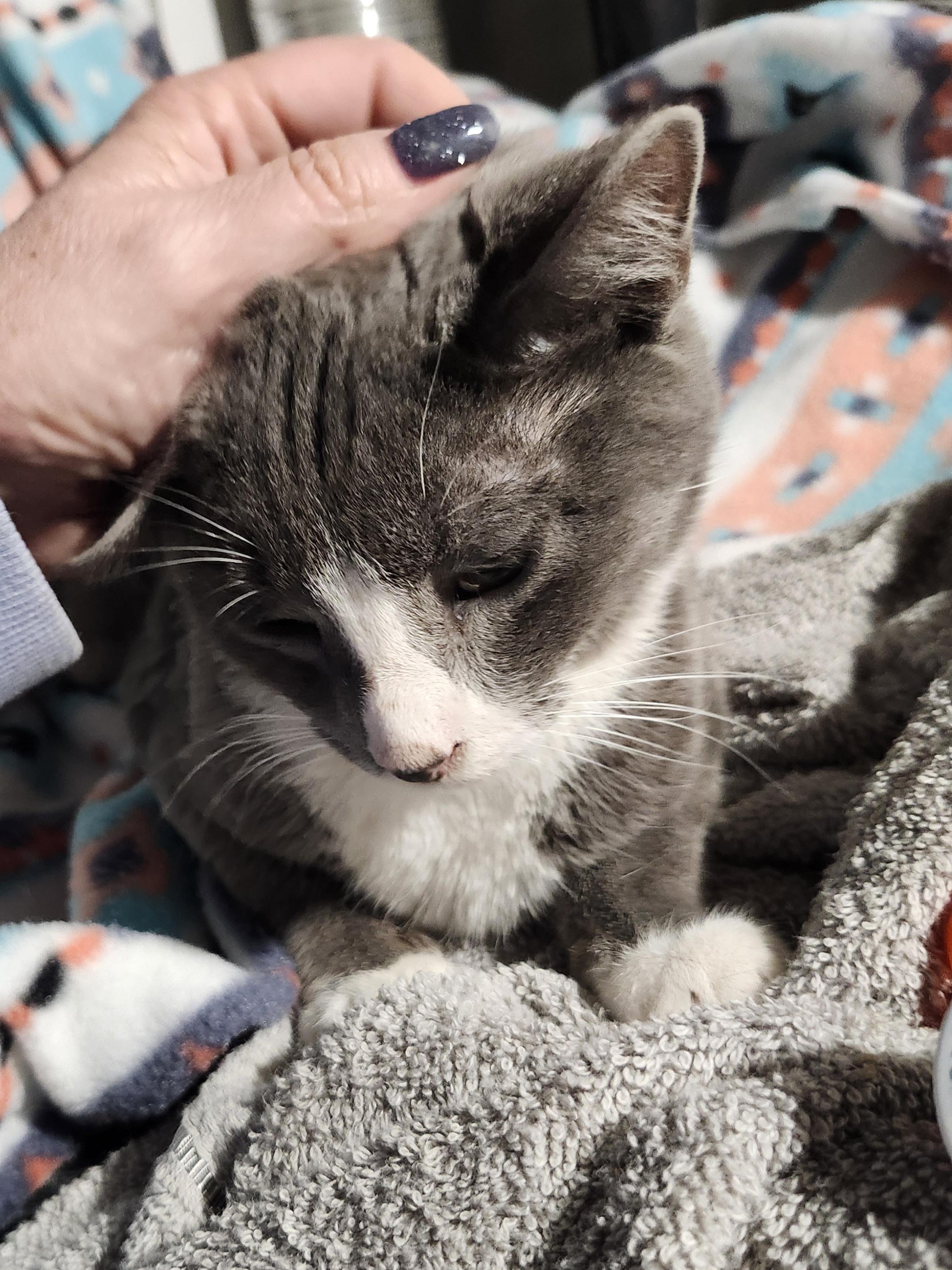 Enlarge Steel, an adopted Domestic Short Hair in East Brunswick, NJ image 2/5