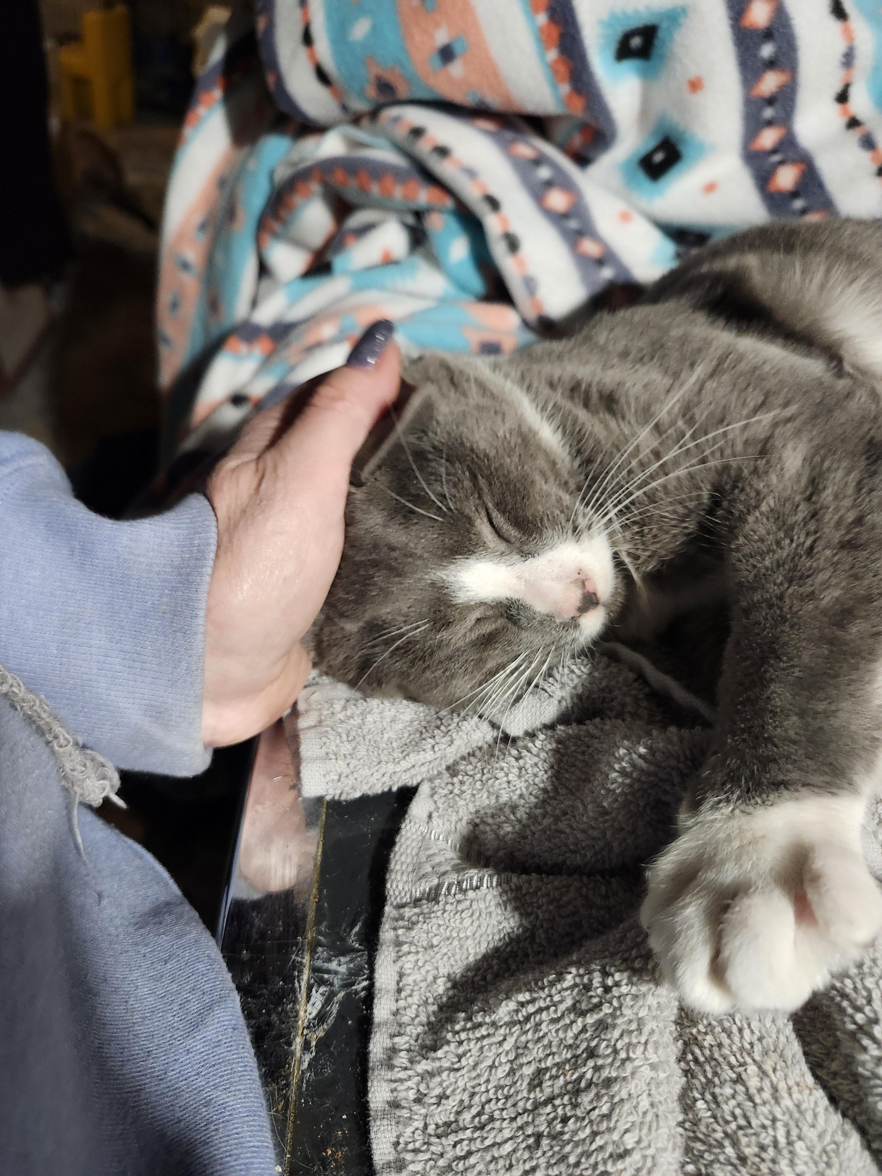 Enlarge Steel, an adopted Domestic Short Hair in East Brunswick, NJ image 4/5