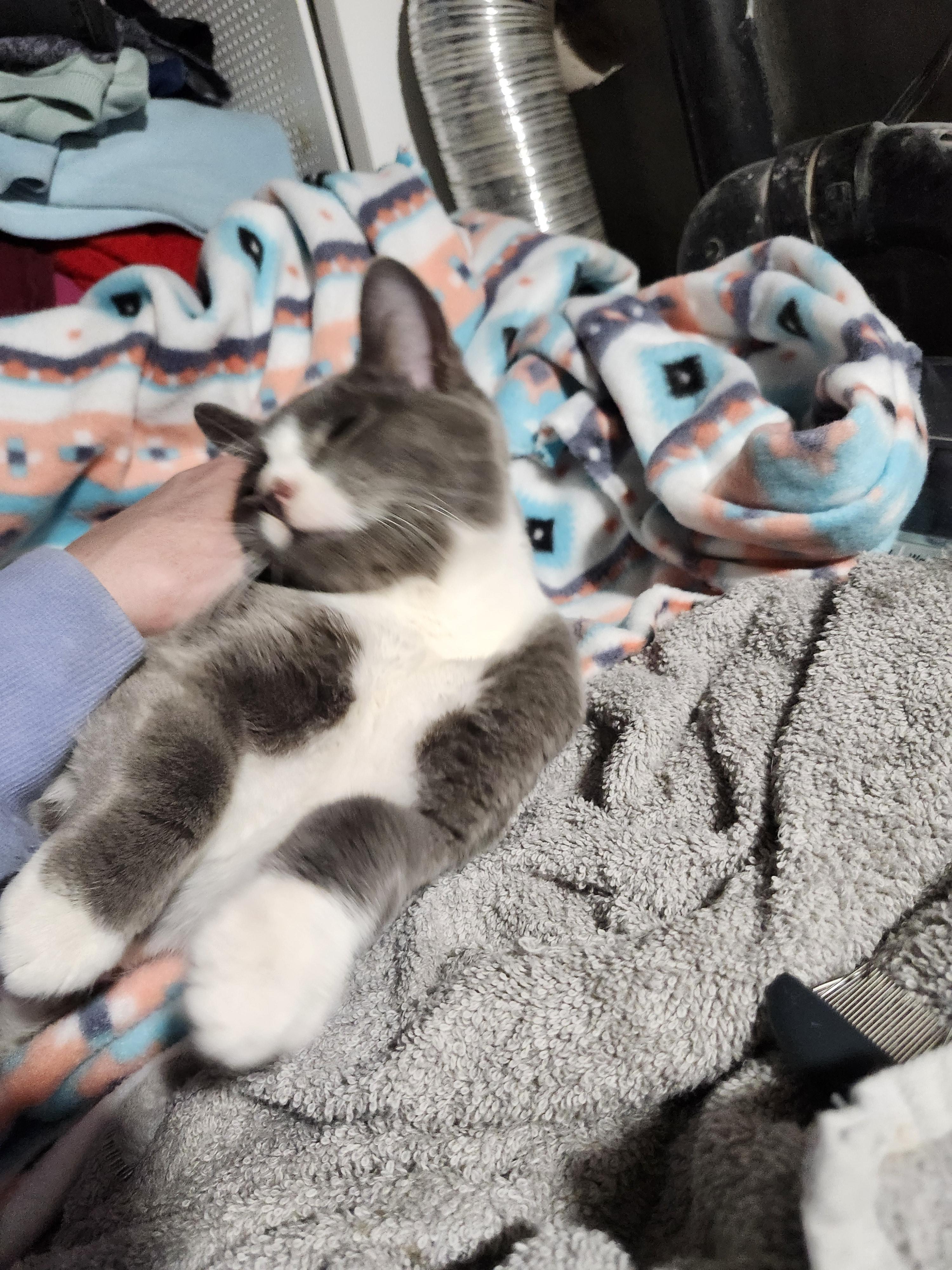 Enlarge Steel, an adopted Domestic Short Hair in East Brunswick, NJ image 5/5