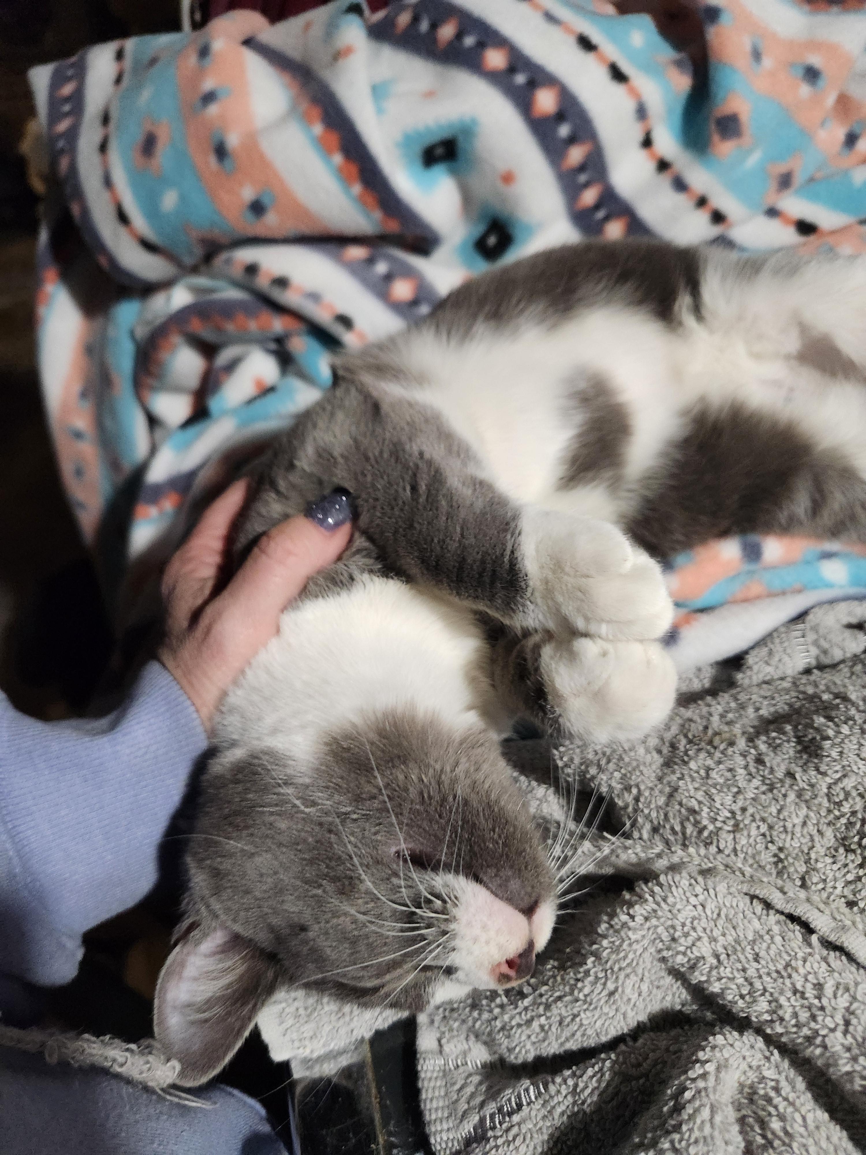 Enlarge Steel, an adopted Domestic Short Hair in East Brunswick, NJ image 3/5