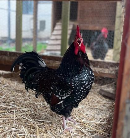 Brutus, a Adoptable Chicken in Eugene, OR image 1/3