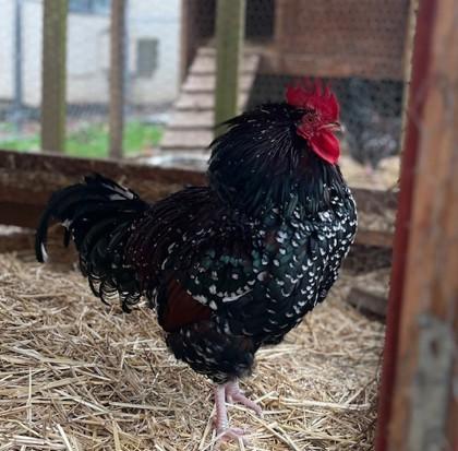 Brutus, Adoptable, Adult Male Chicken.
