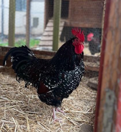 Brutus, a Adoptable Chicken in Eugene, OR image 3/3