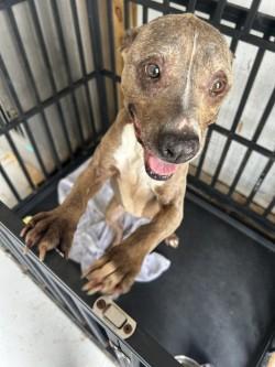 Penny, ADOPTABLE, Senior Female Mixed Breed.