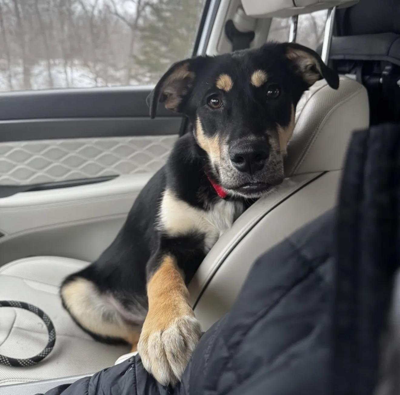 Eddie & Russ, an adopted mixed breed in Brazil, IN image 2/2