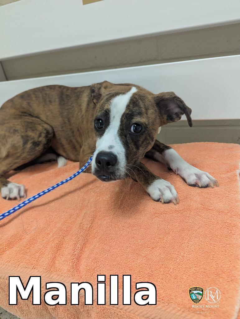 Enlarge Manilla, a Adopted Boxer in Rocky Mount, NC image 1/1