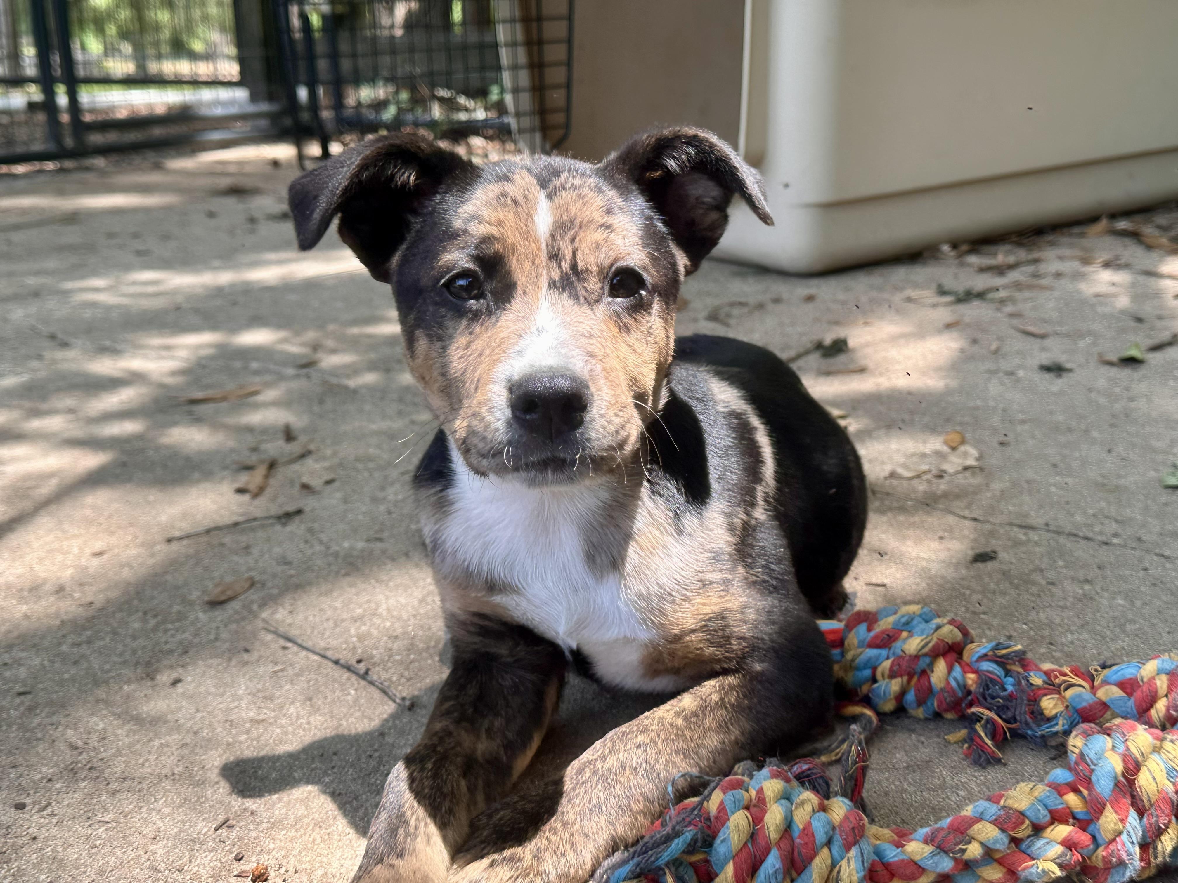 Enlarge Enzo, a Adoptable mixed breed in Parrish, FL image 2/3