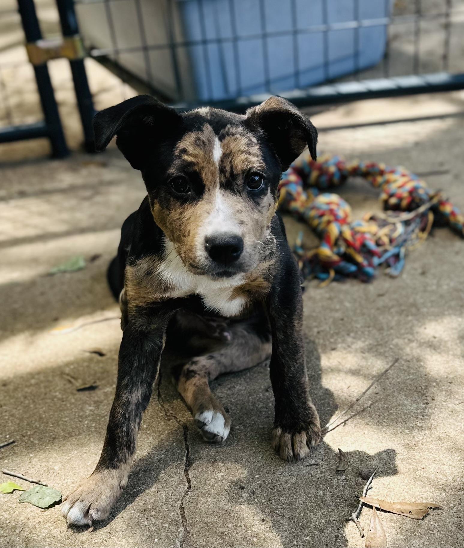 Enlarge Enzo, a Adoptable mixed breed in Parrish, FL image 3/3