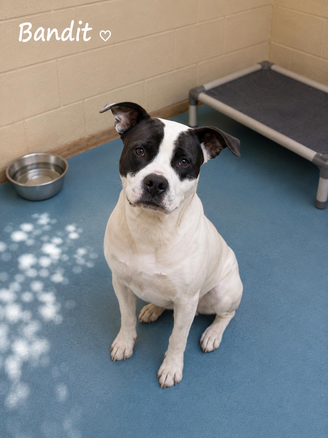 Bandit, ADOPTABLE, Adult Male American Bully.