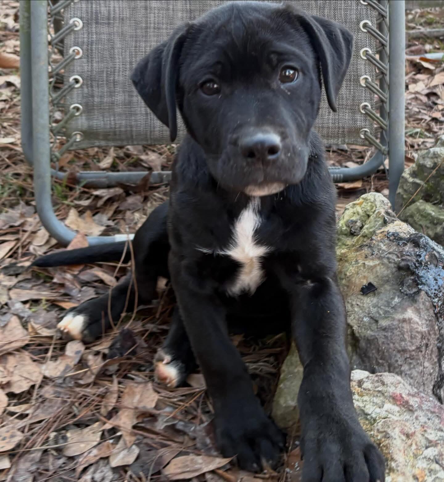 Enlarge Romeo, a Adopted mixed breed in Westport, CT image 1/1