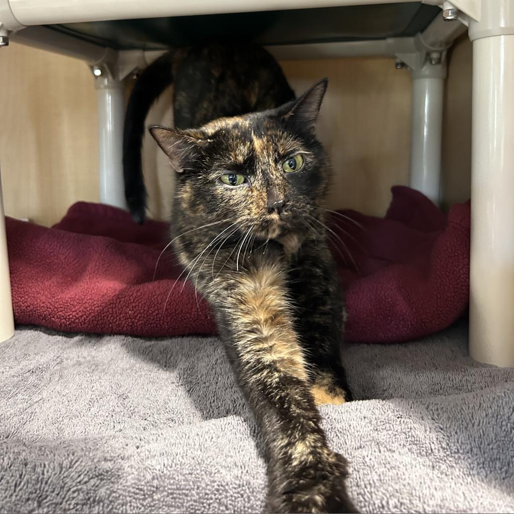 Nylah FKA Butterbean, Adoptable, Adult Female Domestic Short Hair.