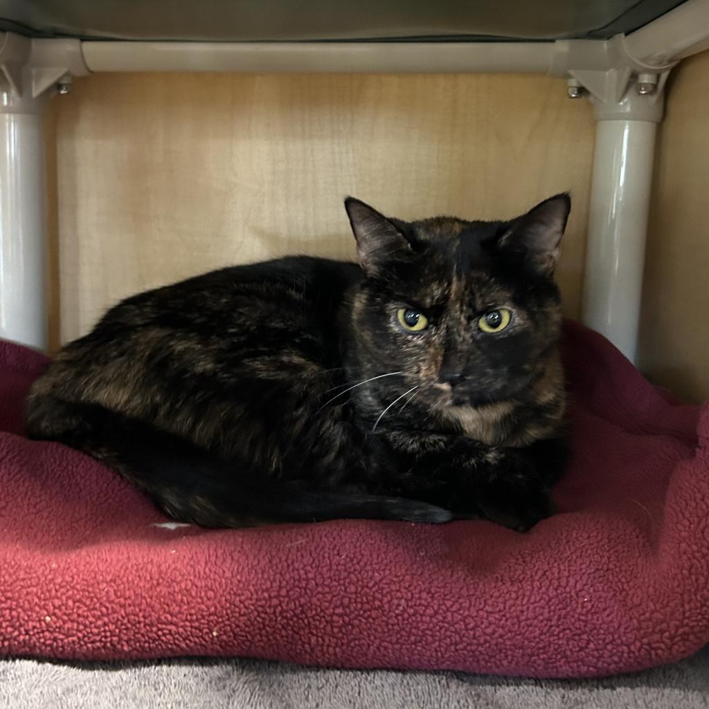 Enlarge Nylah FKA Butterbean, a Adoptable Domestic Short Hair in Chesapeake, VA image 2/4